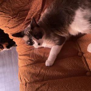 Image of Momo, Lost Cat