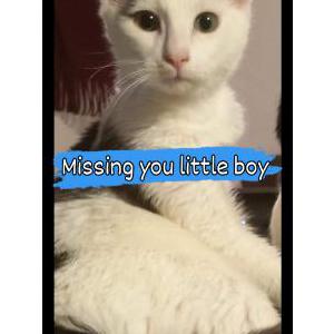 Image of Little boy, Lost Cat