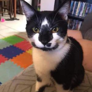 Lost Cat Alita