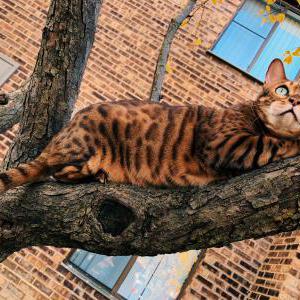 2nd Image of Royce, Lost Cat