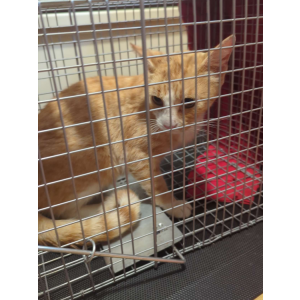Found Cat Unknown