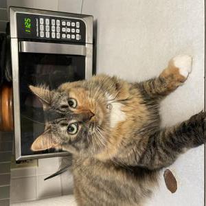 Image of Roo, Lost Cat