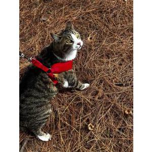 Image of Marsha, Lost Cat