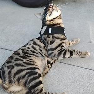 Image of Cosmo, Lost Cat