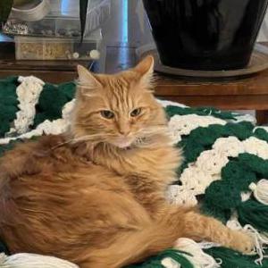 Lost Cat Opie
