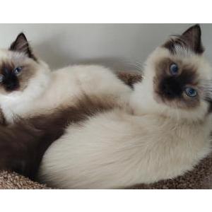 Lost Cat Simon and Vasilisa