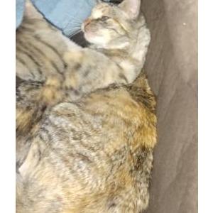 Lost Cat Sindre