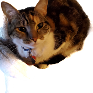 Lost Cat HANNAH