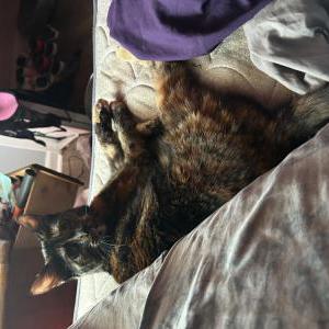Lost Cat Twixy