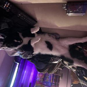Image of Khatt, Lost Cat