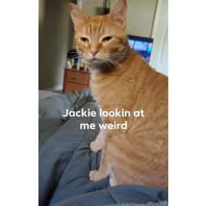 2nd Image of Jackie, Lost Cat