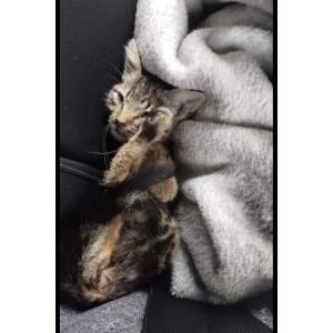 Lost Cat Baby