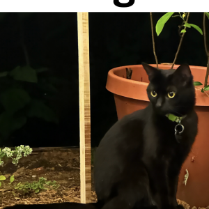 Lost Cat Gremlin