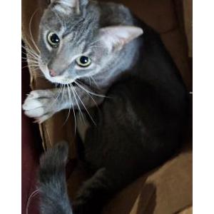 2nd Image of Sox, Lost Cat