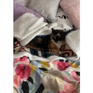 Lost Cat Hazel