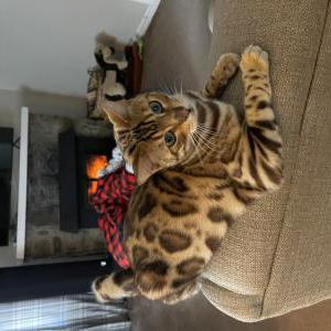 Image of Mobi, Lost Cat