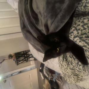 Lost Cat Raven