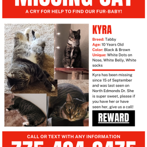 Image of Kyra, Lost Cat