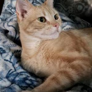 Image of Butterscotch, Lost Cat