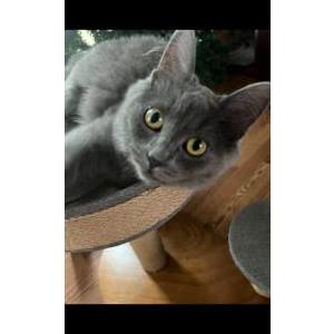 Lost Cat Elena