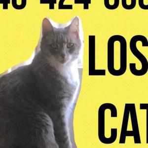 Lost Cat Zeke