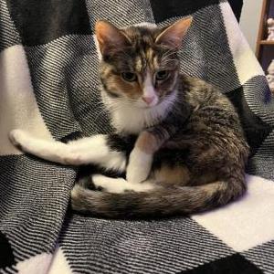 Lost Cat Luna