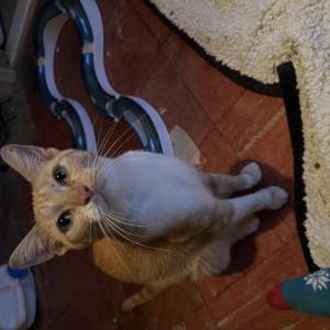 Image of Unknown, Found Cat