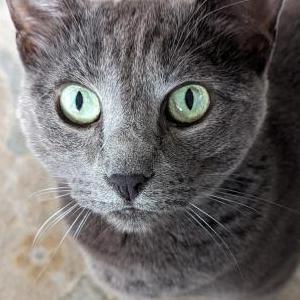 Image of Syn, Lost Cat