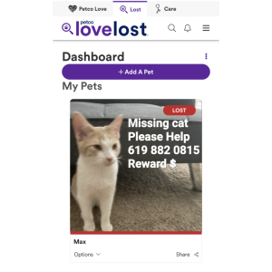 Image of Max, Lost Cat