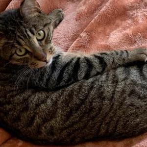 Image of Lucky, Lost Cat