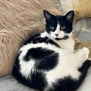 Image of Cow, Lost Cat