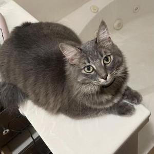 Image of Cleo, Lost Cat