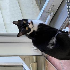 Image of Molly, Lost Cat