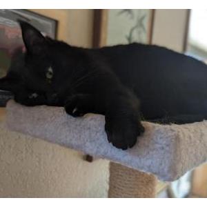 Image of Cinder, Lost Cat