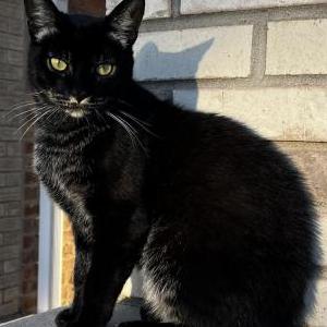 Image of Lucky, Lost Cat