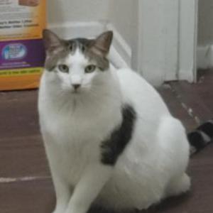 Image of Sage, Lost Cat