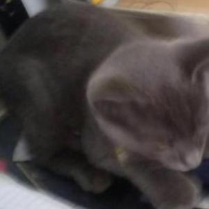 Image of Four, Lost Cat