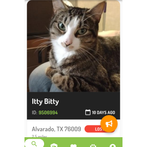 Lost Cat Itty Bitty