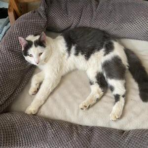 Image of Buddy, Lost Cat
