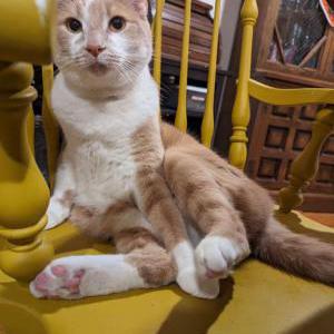 Image of Grim, Lost Cat