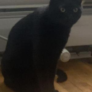 Lost Cat Binx