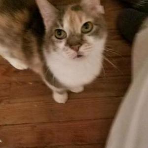 Image of Sokura, Lost Cat