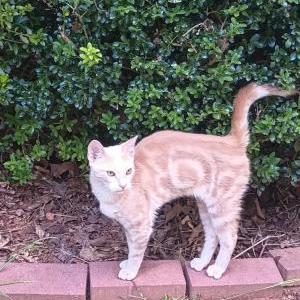 Found Cat Unknown
