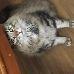 Image of PUCCI, Lost Cat