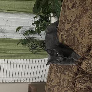 Image of Poof, Lost Cat