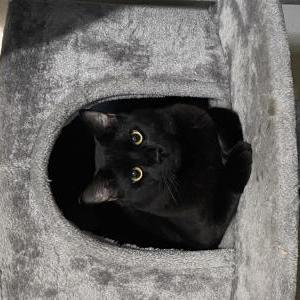 Image of Binx, Lost Cat