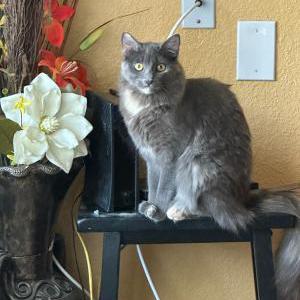 Image of Stormy, Lost Cat
