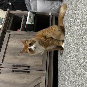 Image of Unknown, Found Cat