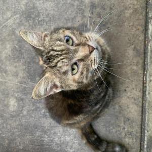 Lost Cat Brownie