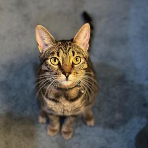 Image of Tito, Lost Cat